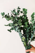 Load image into Gallery viewer, Preserved Green Eucalyptus
