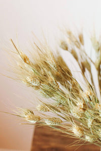 Dried Green Wheat