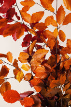 Load image into Gallery viewer, Copper Beech
