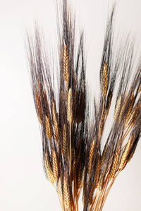 Dried Black Bearded Wheat