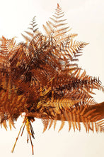 Load image into Gallery viewer, Copper Bracken Fern
