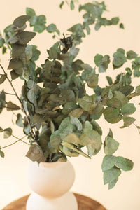 Preserved Green Eucalyptus